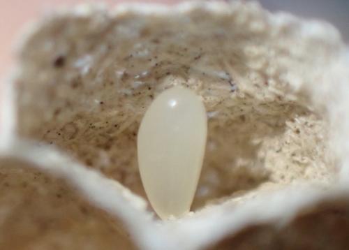 Vespa velutina